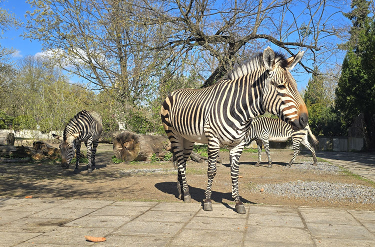 50 lat linii ZEBRA®