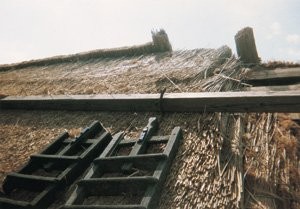 Układanie trzciny na dachu