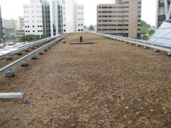 Dachy zielone – ekologiczne i racjonalne gospodarowanie wodą opadową