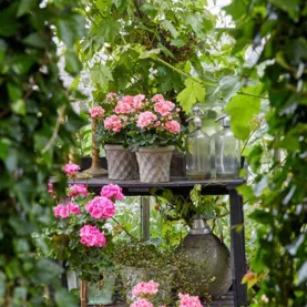 Wskazówki na temat sadzenia pelargonii w ogrodzie i na balkonie