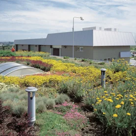 Zielone dachy – mariaż technologii z ekologią