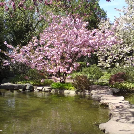 Feng shui w ogrodzie - kształtowanie ścieżek, które przyciągają harmonię i energię