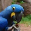 Zdrowa dieta papugi - jak dobrać optymalną karmę dla Twojej papugi?