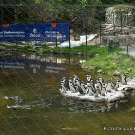 Dekpol Budownictwo wyremontował wybieg pingwinów w Gdańskim Ogrodzie Zoologicznym
