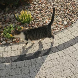 Jak nadać przestrzeni zewnętrznej nostalgiczny charakter. Kostka brukowa w stylu retro