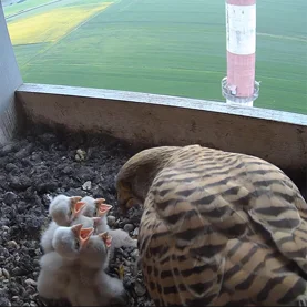 Kolejny sukces ochrony przyrody w Cemex - podsumowanie sezonu lęgowego 2025