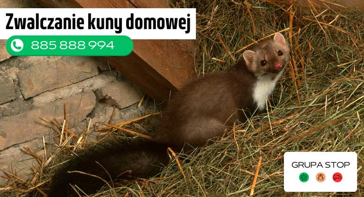 zwalczanie kuny domowej Grupa Stop 