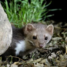 Odławianie kun domowych – skuteczna i humanitarna ochrona domu oraz samochodu