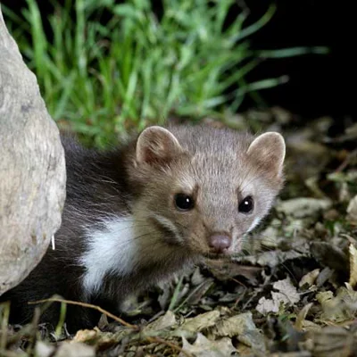 Odławianie kun domowych – skuteczna i humanitarna ochrona domu oraz samochodu