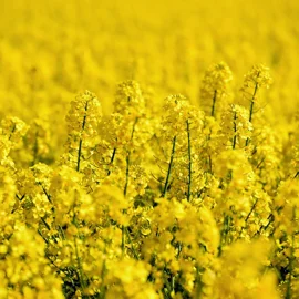 Szara pleśń w rzepaku – jak chronić rośliny przed patogenem, który nie wybacza błędów agrotechnicznych?