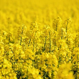 Szara pleśń w rzepaku – jak chronić rośliny przed patogenem, który nie wybacza błędów agrotechnicznych?