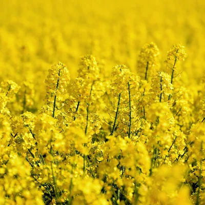 Szara pleśń w rzepaku – jak chronić rośliny przed patogenem, który nie wybacza błędów agrotechnicznych?